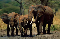 African elephants spraying mud, Tarangire, Tanzania {Loxodonta africana}