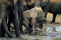 African elephants spraying mud, Tarangire, Tanzania {Loxodonta africana}