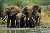 African elephant herd at mud wallow, Tarangire, Tanzania {Loxodonta africana}