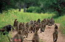 Troop of Olive baboons travelling down track {Papio anubis} Tarangire, Tanzania