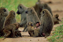 Olive baboons with young {Papio anubis} Tarangire, Tanzania