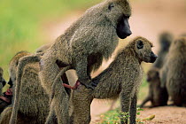 Olive baboons mating {Papio anubis} Tarangire, Tanzania