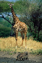 Giraffe {Giraffa camelopardalis} and Warthog family, Tarangire National Park,