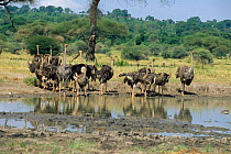 Young Ostriches in creche drinking {Struthio camelus} Tarangire, Tanzania