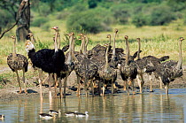 Adult Ostrich + group of young in creche at waterhole, Tarangire, Tanzania {Struthio camelus}