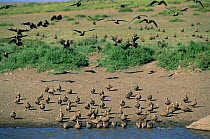 Flock of Chestnut bellied sandgrouse at water {Pterocles exustus} Serengeti NP, Tanzania.