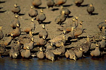 Flock of Chestnut bellied sandgrouse at water {Pterocles exustus} Serengeti NP, Tanzania.