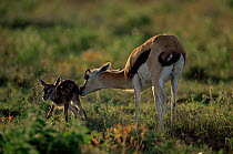 Thomson's gazelle with newborn calf attract flies, Serengeti NP, Tanzania {Gazella thomsoni}
