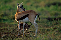 Thomson's gazelle with newborn calf attract flies, Serengeti NP, Tanzania {Gazella thomsoni}