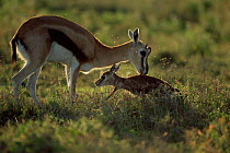 Thomson's gazelle + newborn calf attract flies, Serengeti NP, Tanzania {Gazella thomsoni}