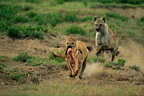 Spotted hyaena chases another with gazelle prey, Serengeti NP, Tanzania {Crocuta crocuta}