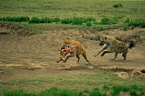 Spotted hyaena chases another with gazelle prey, Serengeti NP, Tanzania {Crocuta crocuta}