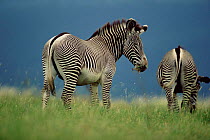 Grevy's zebras grazing {Equus grevyi} Lewa Downs, Kenya
