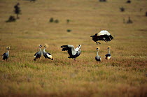 Crowned cranes displaying {Balearica regulorum} Lewa Downs, Kenya