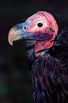 Lappet-faced vulture {Torgus tracheliotus} close-up of face. Captive.