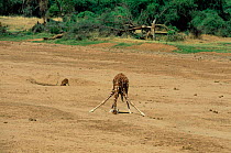 Reticulated giraffe searching for water in dried river bed, Samburu GR, Kenya