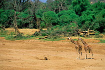 Reticulated giraffes search for water in dried river bed, Samburu GR, Kenya {Giraffa camelopardalis reticulata}