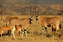 Beisa oryx with calves {Oryx beisa} Samburu GR, Kenya