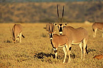 Beisa oryx with calves {Oryx beisa} Samburu GR, Kenya