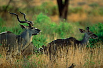 Greater kudu male flehmen with female, Samburu GR, Kenya {Tragelaphus strepsiceros}