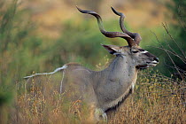 Greater kudu male, Samburu GR, Kenya {Tragelaphus strepsiceros}