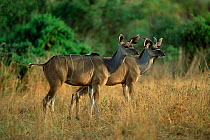 Greater kudu female and young male, Samburu GR, Kenya {Tragelaphus strepsiceros}