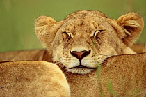 African lion resting head on another lion {Panthera leo} Masai Mara, Kenya