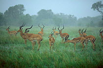 Herd of Impala in rain storm {Aepyceros melampus} Masai Mara, Kenya