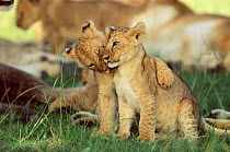 Two young African lion cubs interacting {Panthera leo} Masai Mara, Kenya