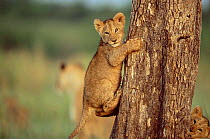 Young African lion cub climbing tree {Panthera leo} Masai Mara, Kenya