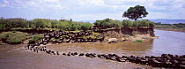 Herd of Wildebeest crossing river, Masai Mara GR, Kenya