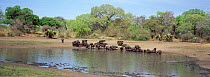 Cape buffalo herd drinking at river {Syncerus caffer caffer} Katavi, Tanzania