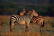 Two Grant's zebras mutual biting {Equus quagga boehmi} Masai Mara, Kenya