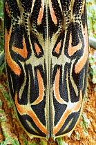 Close up of male Harleguin beetle (Acrocinus longimanus) Burro Burro river, Guyana