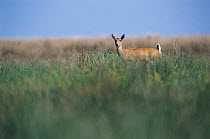 Pampas deer female {Oxotoceros bezoarticus} Campos del Tuyu, Argentina