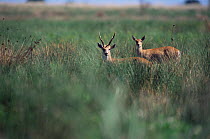 Pampas deer male + female {Oxotoceros bezoarticus} Campos del Tuyu, Argentina
