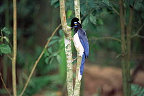 Plush crested jay {Cyanocorax chrysops} Iguazu NP, Brazil / Argentina