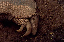 Giant armadillo head and claws {Priodontes maximus} Argentina, endangered, captive
