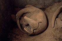 Giant armadillo sleeping {Priodontes maximus} captive Argentina, endangered