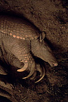 Giant armadillo, head and claws asleep {Priodontes maximus} Argentina, endangered, captive