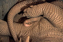 Giant armadillo, back legs + penis {Priodontes maximus} Argentina, endangered