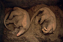 Two Giant armadillos asleep {Priodontes maximus} Argentina, endangered, captive