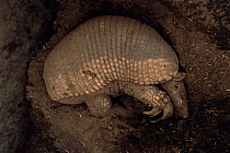 Giant armadillo asleep {Priodontes maximus} captive, Argentina, endangered