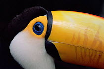 Toco toucan eye and beak detail {Ramphastos toco} captive