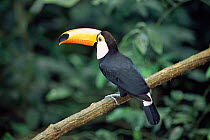 Toco toucan {Ramphastos toco} captive, Argentina