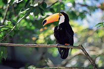Toco toucan {Ramphastos toco} captive, Argentina