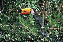 Toco toucan feeding {Ramphastos toco} captive, Argentina