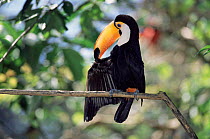 Toco toucan preening {Ramphastos toco} captive, Argentina