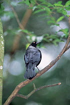 Solitary cacique {Cacicus solitarius} Iguazu NP, Argentina