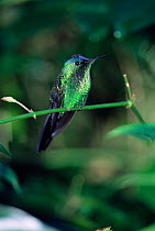 Violet capped woodnymph {Thaluronia glaucopis} Iguazu NP, Argentina / Brazil